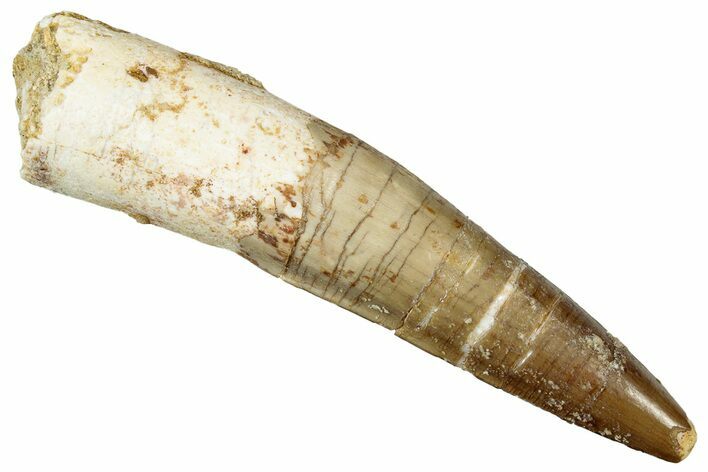 Fossil Spinosaurus Tooth - Real Dinosaur Tooth #299150